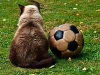 FB体育注册网址-曼城轻取波尔图，阿扎尔乌龙送礼英超